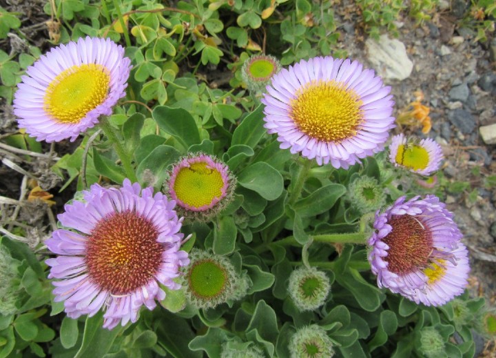 Seaside Fleabane